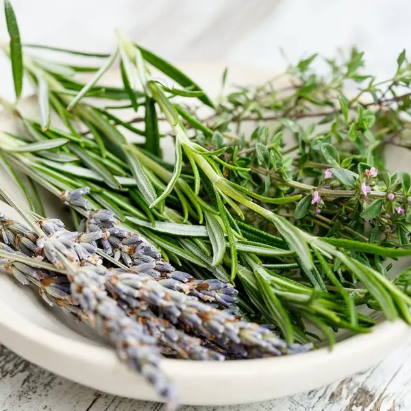 sortie nature - Plantes comestibles - Ploërmel Communauté