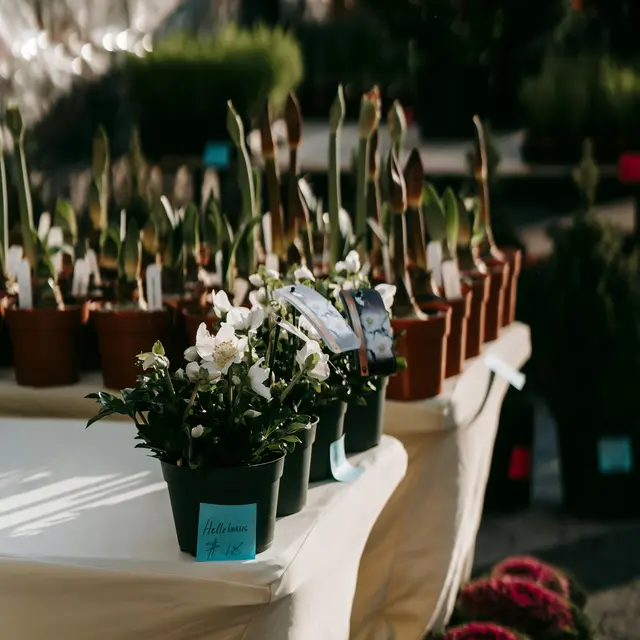 pexels-uriel-mont-6280474