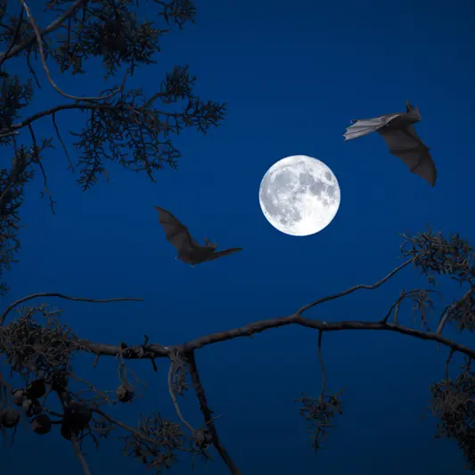 chauve-souris que fais-tu ?