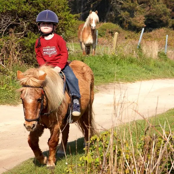 poney club des tifilous - Taupont - Morbihan