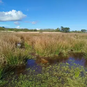 prairie-innondee_tlr.jpg