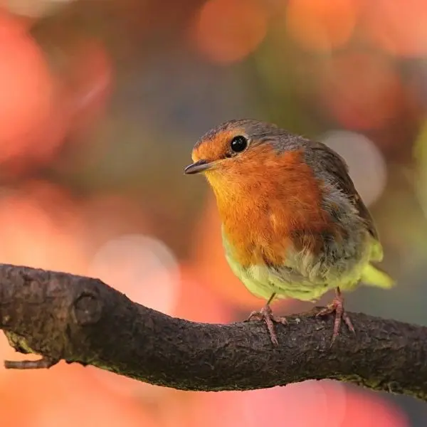 Balade - nature  - oiseaux - jardin - Josselin - Destination - Brocéliande
