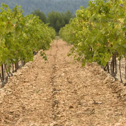 Domaine de Grandpré