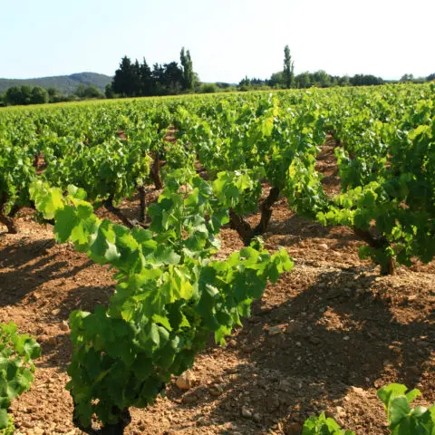 Vignobles du Castellas