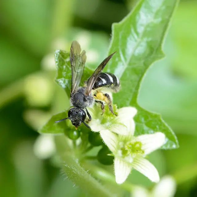 47_Lasioglosssum sexnotatum female - david Genoud