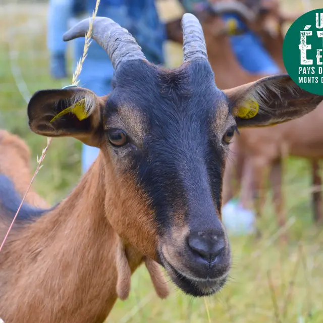 À la rencontre des producteurs - La chèvrerie d'Anne Paraud