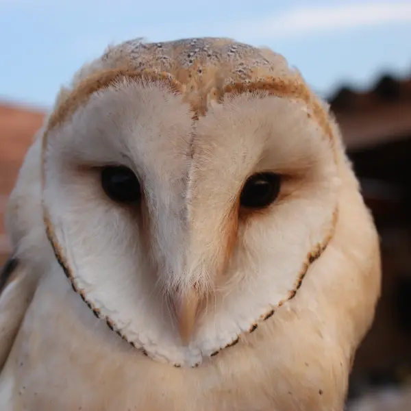 Activité Terres d'Oiseaux Nocturne chouette et cie - 800x600