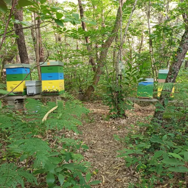 SEMAINE DE LA BIODIVERSITÉ - Visite des rûches - 800x600