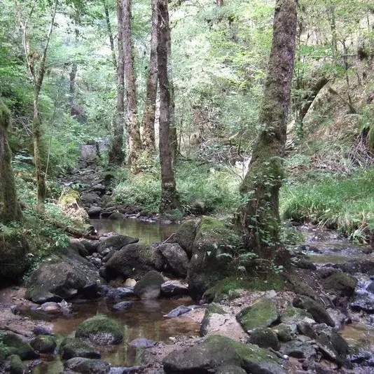 1-ruisseau-de-la-vigne_1_hYo4Ra3.JPG.800x800_q85_watermark-814ac0fe99753b19dbbb5b4f0bc49dfc