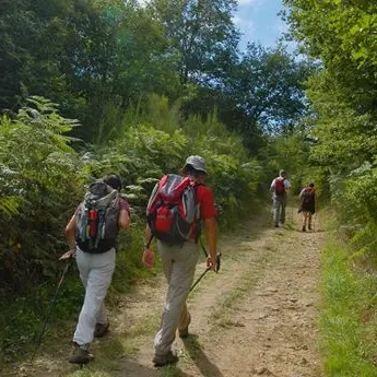 Sentier de la forêt des loges_1