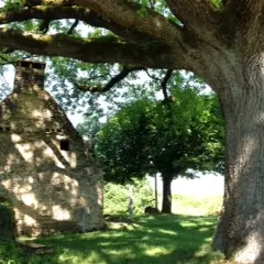 18 Croix de La Veyssière et vieux chêne vert