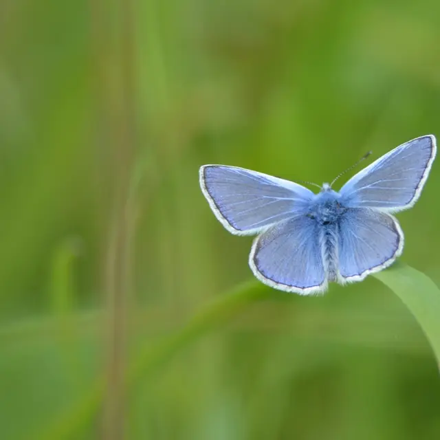 Papillon Argus_1