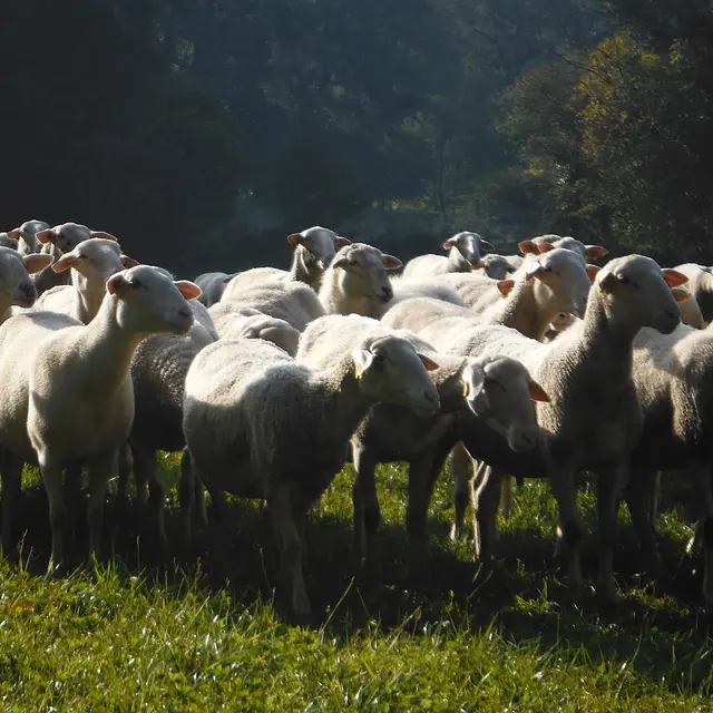 Brebis laitières, porcs plein air et céréales - Famille FHAL_1