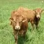 Viande Bovine Limousine GAEC Lavergne_1