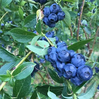 Myrtilles et petits fruits, les Vergers de Claud_1