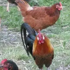 Volaille de La Ferme de Lagorce_1