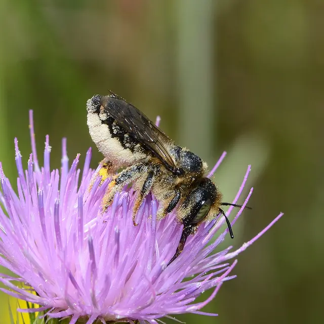 19_02_Lithurgus cornutus female - david Genoud