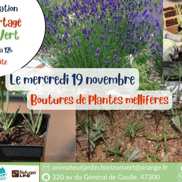 13_04 repiquage et semis de fleurs pour l'été - 1