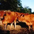 La Ferme du Mas Neuf_1