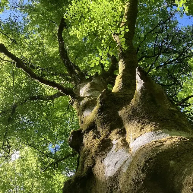 Hêtre en forêt