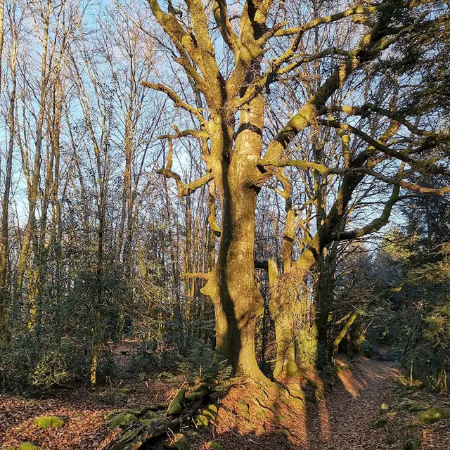 Tourbière Saint-Sylvestre
