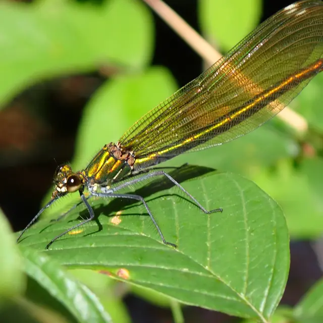Découverte des libellules et demoiselles de la tourbière des Dauges