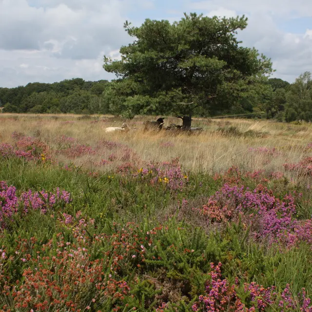 La Roche L'abeille