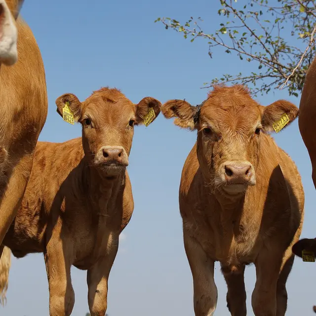 Ferme Au bonheur des vaches Saint Vitte Sur Briance_1