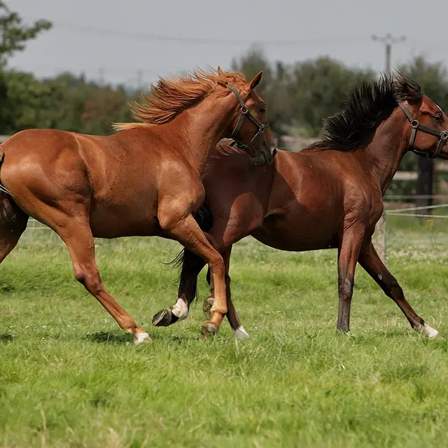 Ecurie du Chardoneret_1