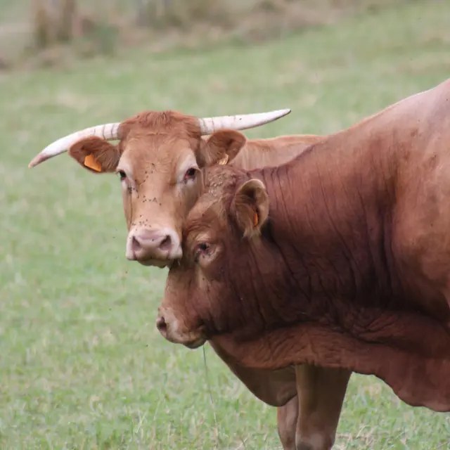 La viande bovine limousine_1