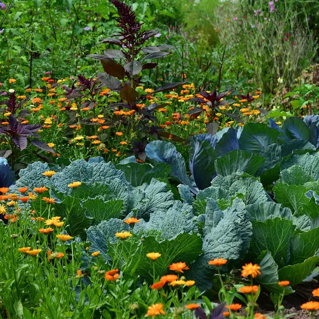 Légumes_1