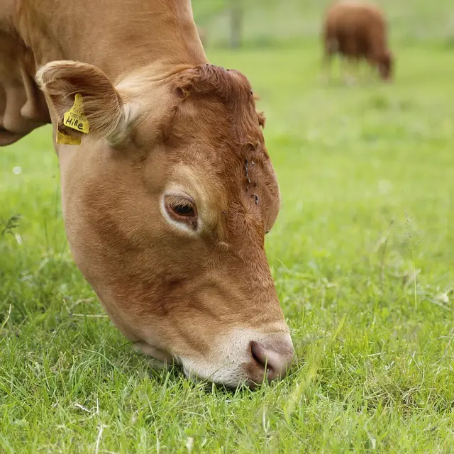 Vache limousine_1