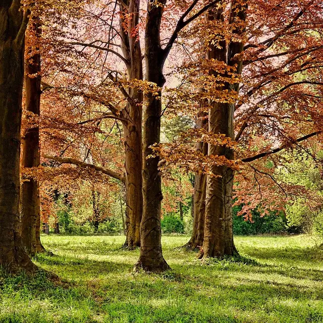 Aires de pique nique à Saint-Junien-les-Combes