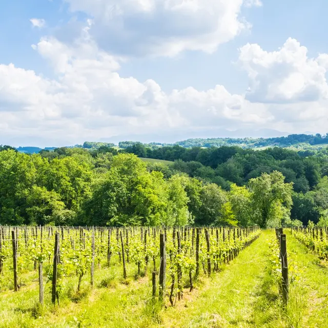 Saint Faust - vallée de la Juscle - Vigne