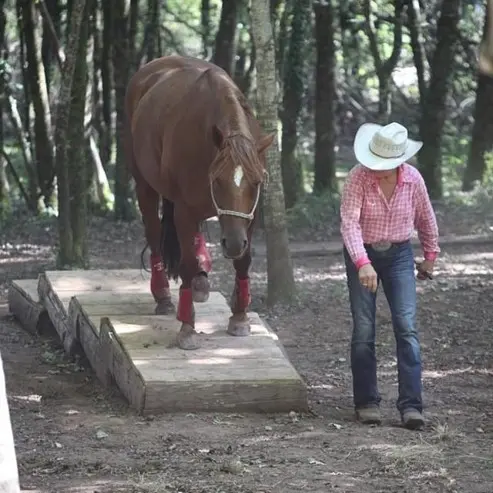 Mountain Trail en liberté Equitation western comportementale_1