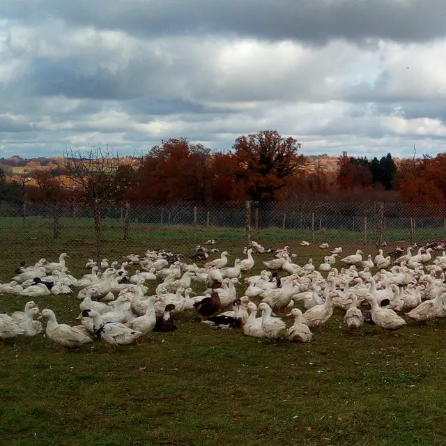 Produits frais et conserves de canards gras - Ferme de Lauzanne_1