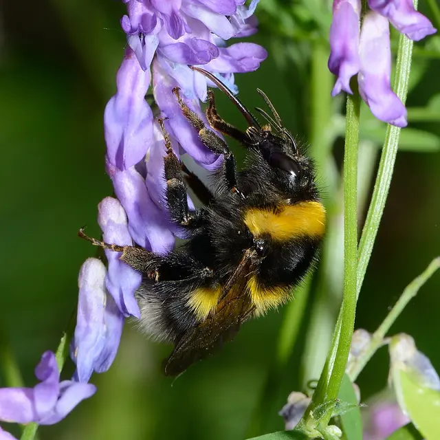 25 Bombus hortorum female - david Genoud