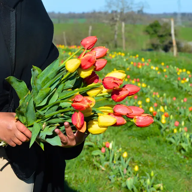 texon-tulipes-flavignac