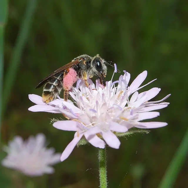 3_Andrena (Charitandrena) hattorfiana female - David Genoud
