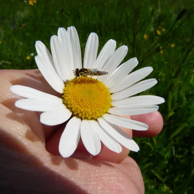 33_Qui est cet insecte ©PNRPL