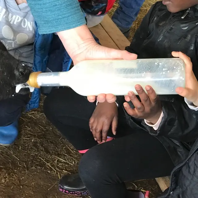 Animaux de la ferme