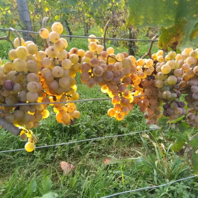 Clos Thou - Chapelle de Rousse - les vignes