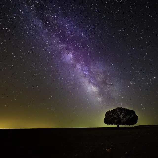 tree-1866602_1280