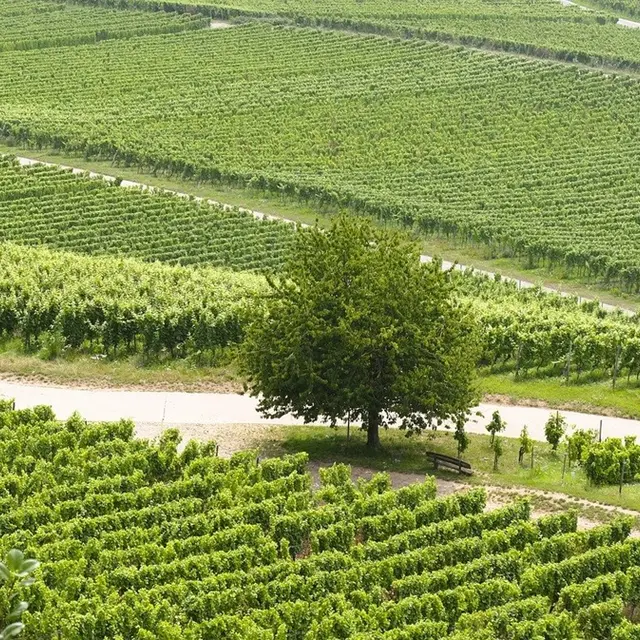vineyard-9494646_1280