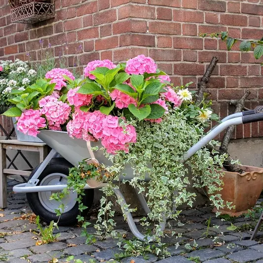 Vide Jardin