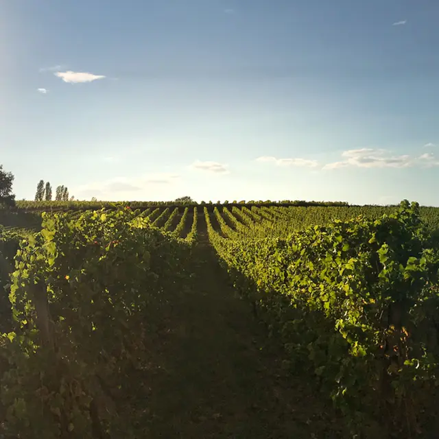 vignobles-alard - photo-1-page-couverture