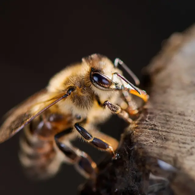 western-honey-bee-7631244_1280