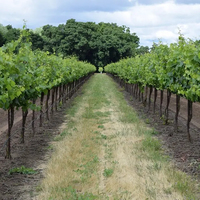 winery-3633009_1280