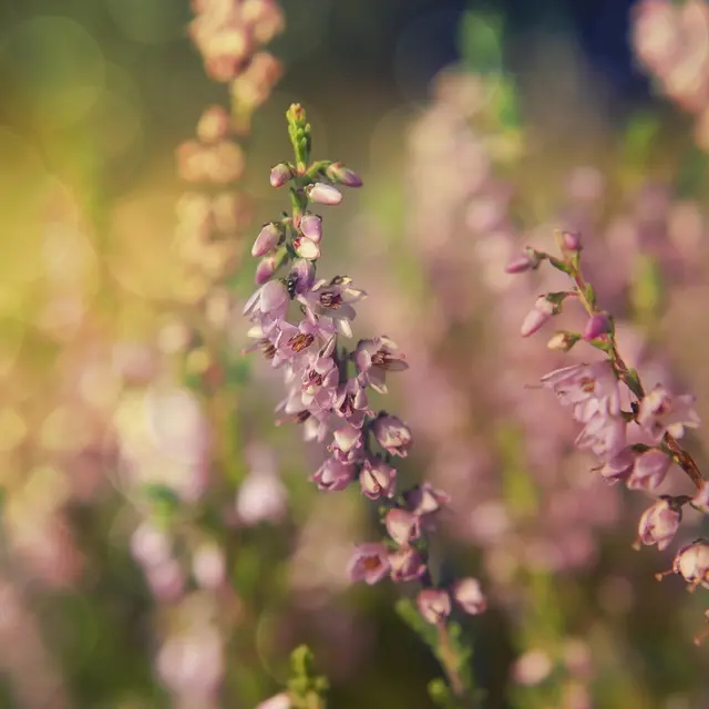 wiol5-the-background