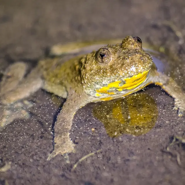 Crapaud sonneur à ventre jaune